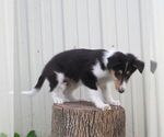 Small #4 Collie