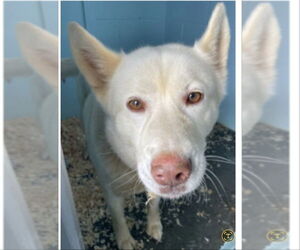 Huskies -Unknown Mix Dogs for adoption in Winston Salem, NC, USA