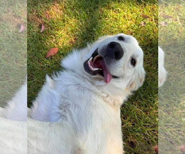 Medium Photo #3 Golden Retriever-Unknown Mix Puppy For Sale in San Diego, CA, USA