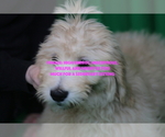 Small #12 Goldendoodle