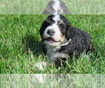 Small Photo #3 Bernedoodle Puppy For Sale in BIG ROCK, IL, USA