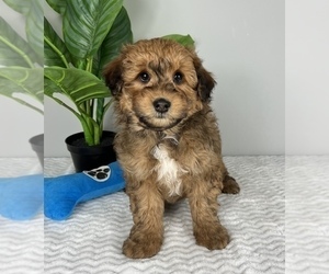 Aussiedoodle Miniature  Puppy for sale in FRANKLIN, IN, USA