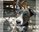 Small #6 Plott Hound Mix