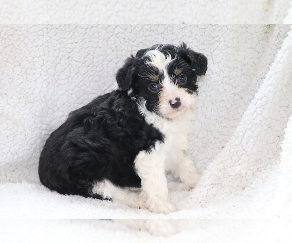Medium Photo #4 Aussie-Poo Puppy For Sale in SHILOH, OH, USA