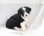 Small Photo #4 Aussie-Poo Puppy For Sale in SHILOH, OH, USA