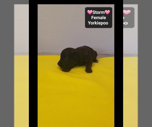 Medium Photo #3 Yorkipoo Puppy For Sale in TUCSON, AZ, USA