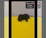 Storm - Female Yorkipoo Puppy for Sale - Photo #3