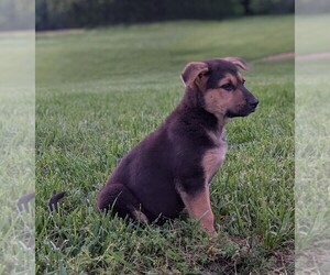 German Shepherd Dog Puppy for sale in WOODBURN, KY, USA