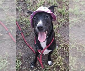 Borador Dogs for adoption in Ocala, FL, USA
