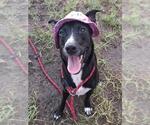 Small Borador