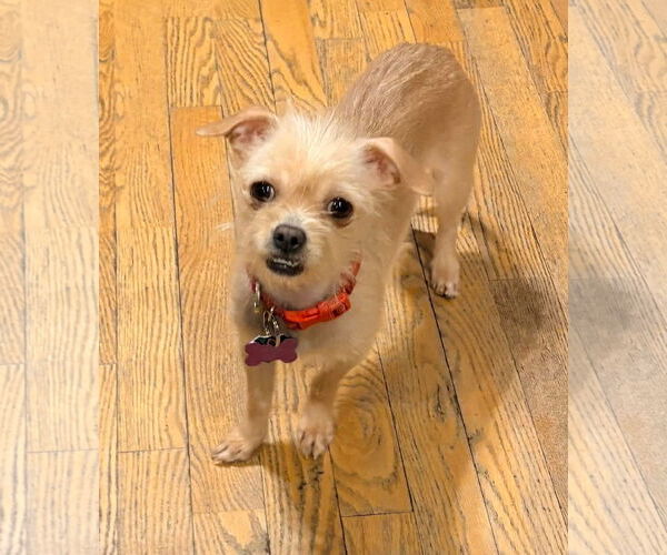 Medium Photo #3 Chihuahua-Unknown Mix Puppy For Sale in New London, WI, USA