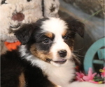 Small Australian Shepherd