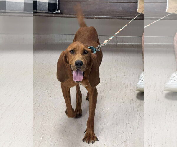 Medium Photo #1 Redbone Coonhound-Unknown Mix Puppy For Sale in Holly Springs, NC, USA