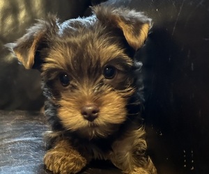 Yorkshire Terrier Puppy for Sale in ANNANDALE, Virginia USA