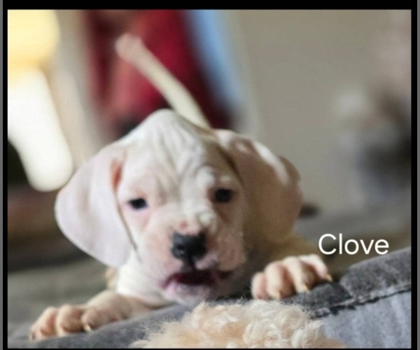 Medium Photo #1 Boxer Puppy For Sale in NORWICH, CT, USA
