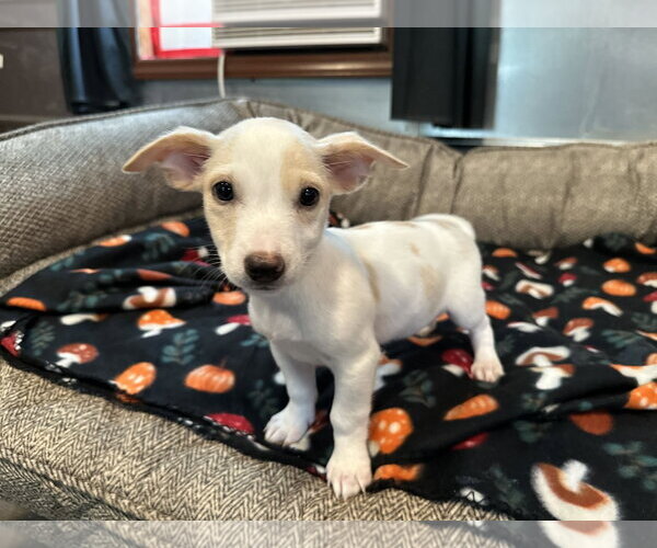 Medium Photo #1 Mutt Puppy For Sale in Pacolet, SC, USA