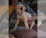 Puppy Rascal Great Dane