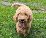 Puppy Rockie Goldendoodle-Poodle (Standard) Mix