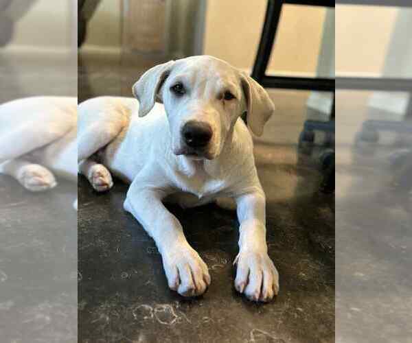 Medium Photo #4 Great Pyrenees-Unknown Mix Puppy For Sale in FRAMINGHAM, MA, USA