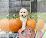 Puppy 9 Goldendoodle