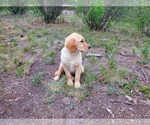 Small Photo #9 Golden Retriever Puppy For Sale in PEYTON, CO, USA