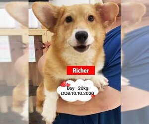 Pembroke Welsh Corgi Dogs for adoption in West Hollywood, CA, USA