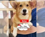 Small Photo #1 Pembroke Welsh Corgi Puppy For Sale in West Hollywood, CA, USA