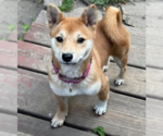 Small #3 Shiba Inu