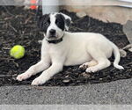 Small #15 Lab-Pointer