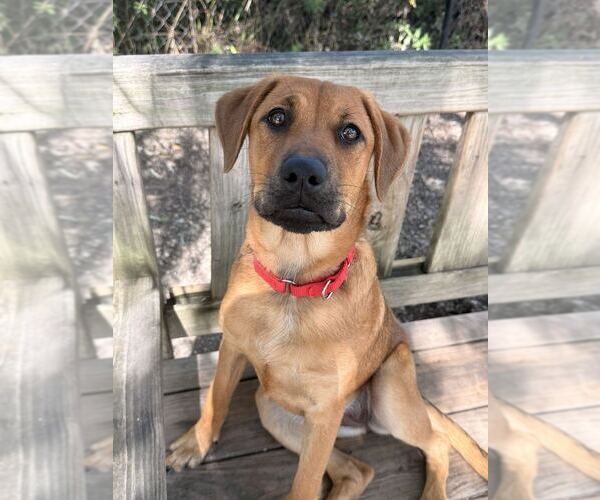 Medium Photo #1 Labrador Retriever-Unknown Mix Puppy For Sale in Elmsford, NY, USA