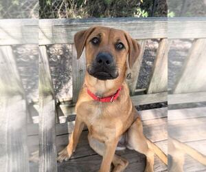 Labrador Retriever-Unknown Mix Dogs for adoption in Elmsford, NY, USA