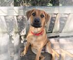 Small Labrador Retriever Mix