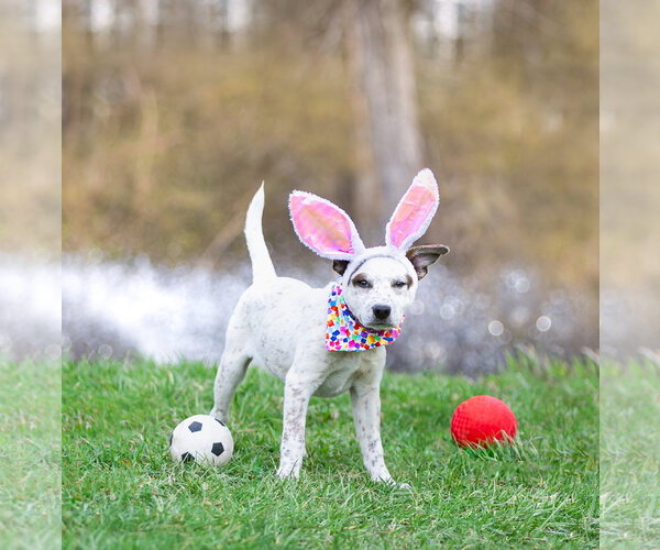 Medium Photo #4 Mutt Puppy For Sale in Unionville, PA, USA