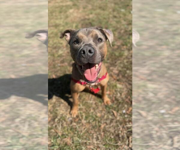 Medium Photo #2 Border Collie-Unknown Mix Puppy For Sale in Sykesville, MD, USA