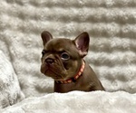 Puppy KItKat French Bulldog