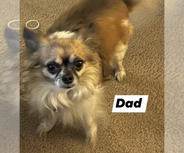 Medium Photo #1 Chihuahua Puppy For Sale in ELIZABETHTOWN, PA, USA