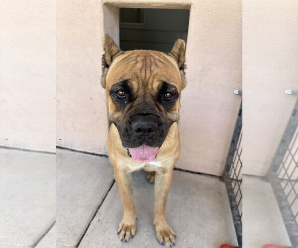 Medium Photo #2 Mutt Puppy For Sale in Goodyear, AZ, USA