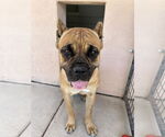 Small #1 Mutt