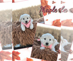 Puppy Maple Pyredoodle
