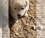Small Photo #2 Wolamute Puppy For Sale in CO SPGS, CO, USA