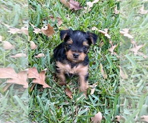 Yorkshire Terrier Puppy for sale in LA VERNIA, TX, USA