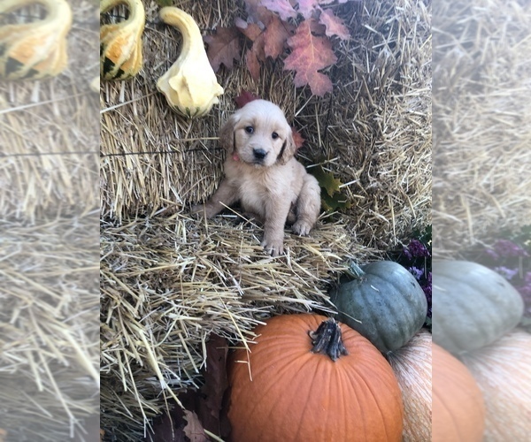 Medium Photo #7 Golden Retriever Puppy For Sale in LODI, NY, USA