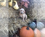 Small Photo #7 Golden Retriever Puppy For Sale in LODI, NY, USA