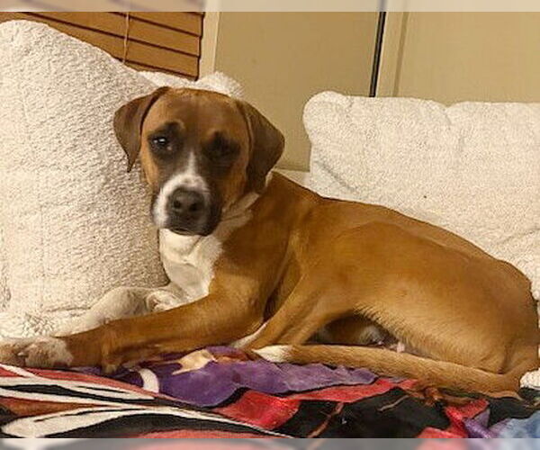 Medium Photo #6 Boxer-Unknown Mix Puppy For Sale in Genesee, WI, USA