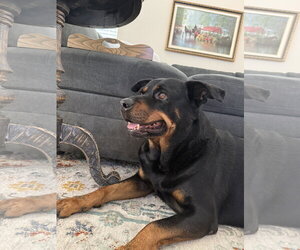 Rottweiler Dogs for adoption in The Woodlands, TX, USA