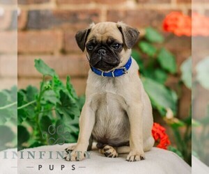 Pug Puppy for sale in ORRSTOWN, PA, USA