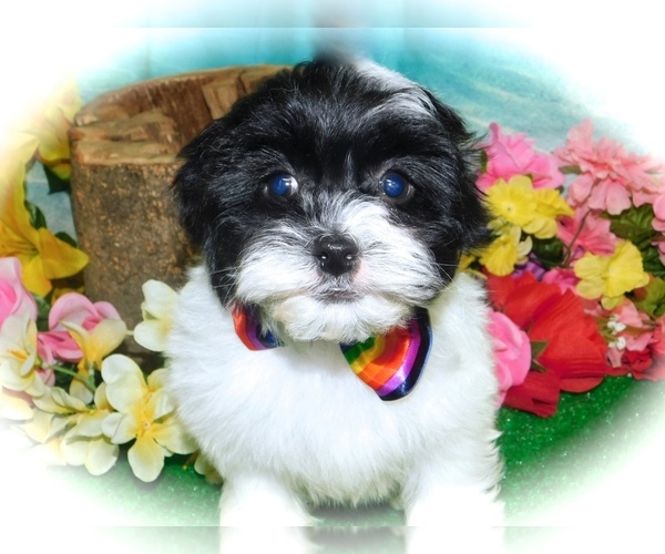 Medium Photo #4 Havanese Puppy For Sale in HAMMOND, IN, USA