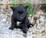 Puppy 6 Pomsky