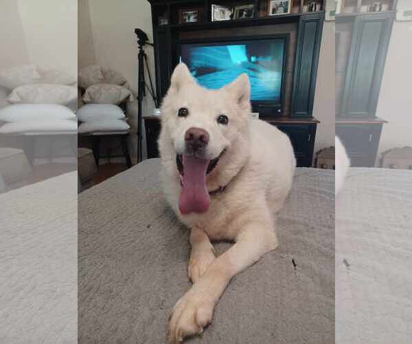 Medium Photo #6 Siberian Husky-Unknown Mix Puppy For Sale in Holly Springs, NC, USA