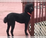 Small Photo #11 Poodle (Standard) Puppy For Sale in ARAB, AL, USA